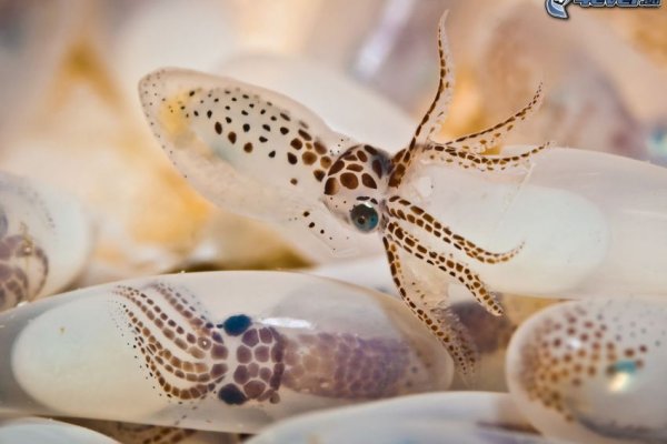 Kraken 20at